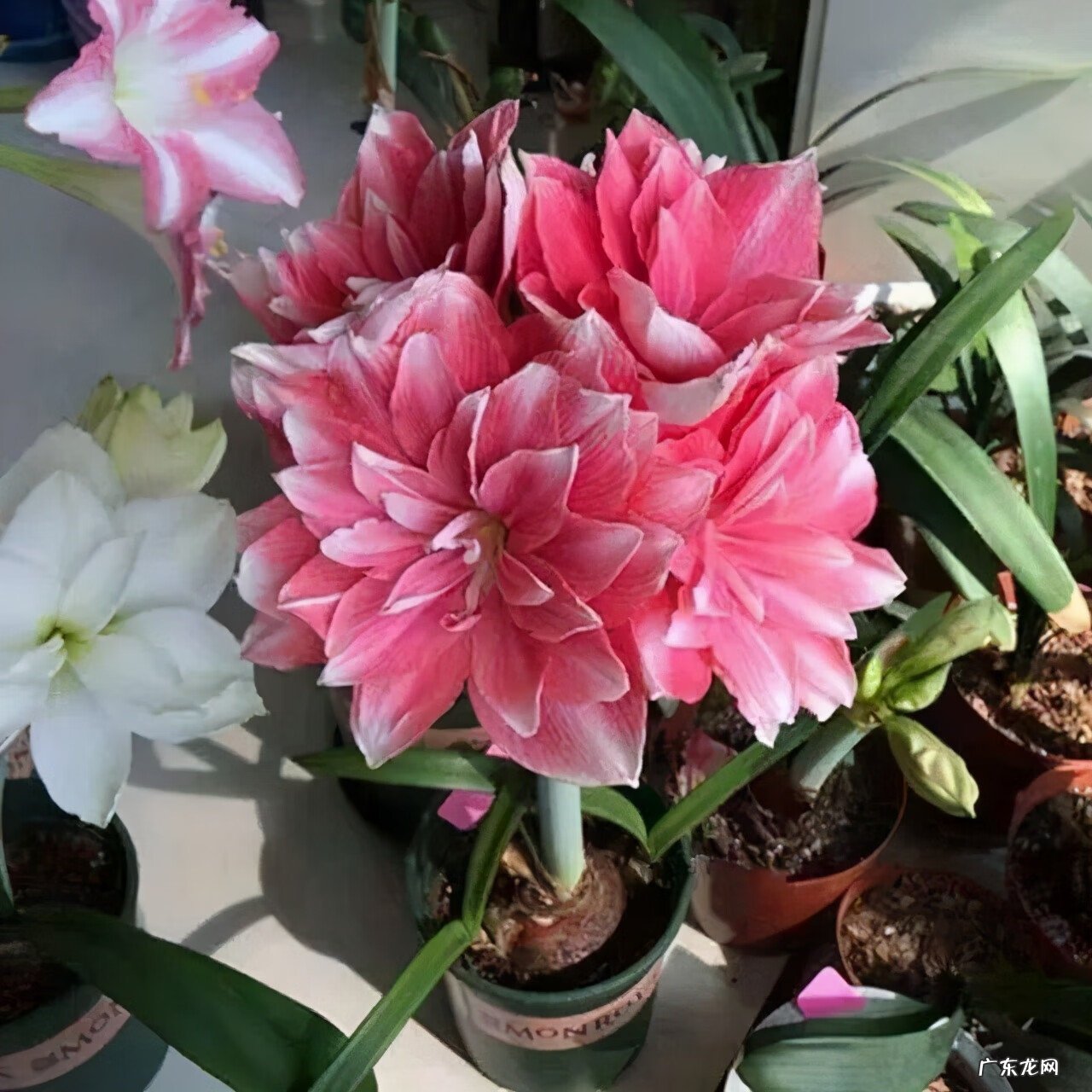 朱顶红双梦和双龙的区别 双梦朱顶红风水