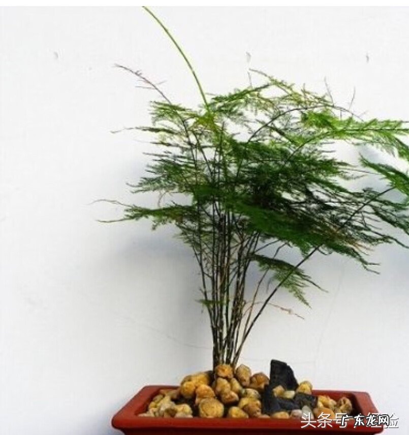 进门一堵墙风水好不好 风水种子如何施入墙中