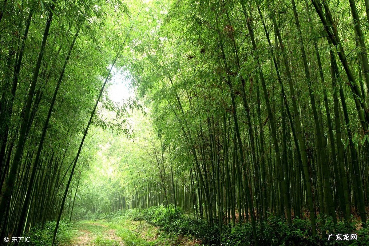 竹子种几棵好风水 家竹子长旺风水怎么样
