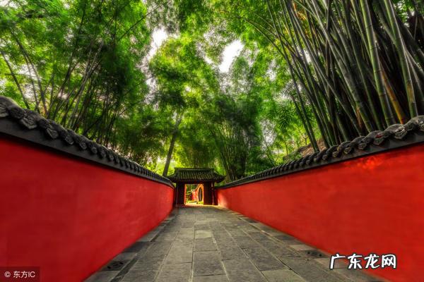 竹子种几棵好风水 家竹子长旺风水怎么样