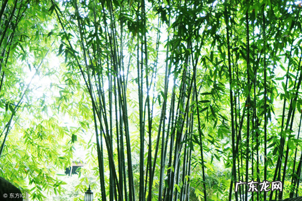 竹子种几棵好风水 家竹子长旺风水怎么样