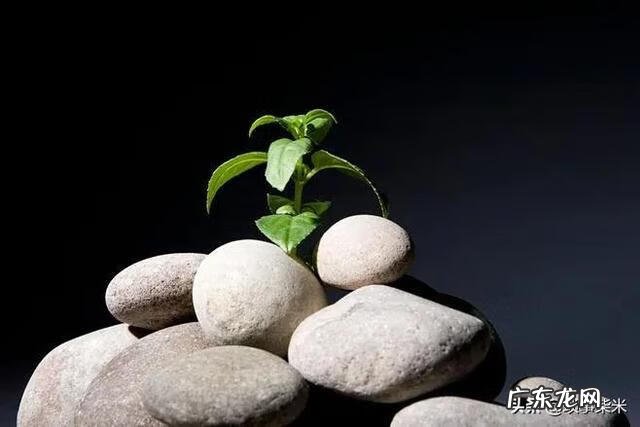 成长的烦恼作文450字四年级 成长的烦恼作文450字左右