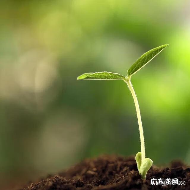 成长的烦恼作文450字四年级 成长的烦恼作文450字左右