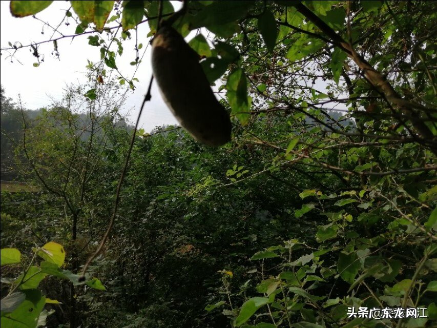 六月瓜 八月瓜几月开花