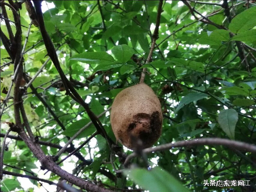 六月瓜 八月瓜几月开花