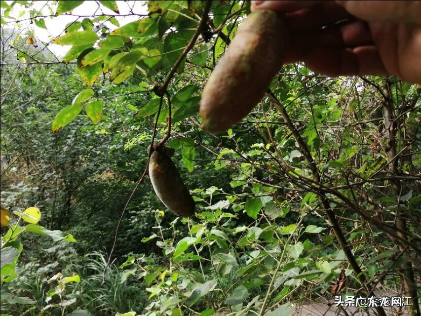 六月瓜 八月瓜几月开花