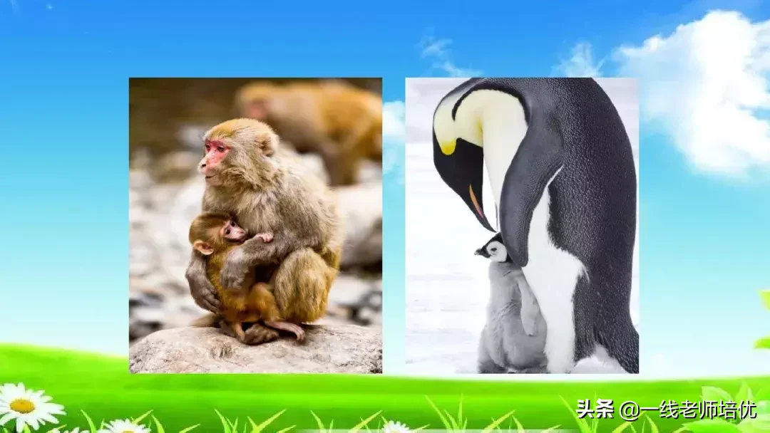 庞,怎么组词 庞的组词是什么呢?