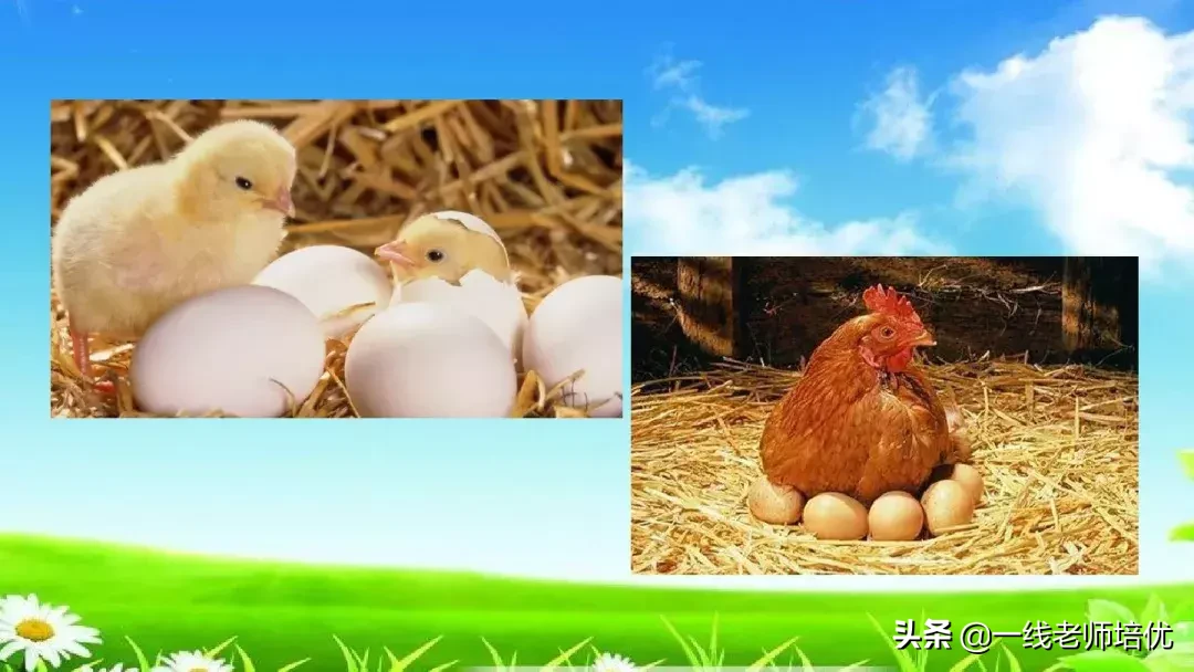 庞,怎么组词 庞的组词是什么呢?