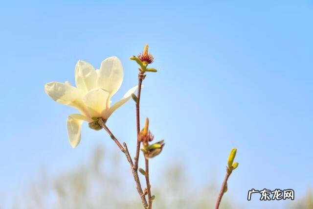 清明节用英文 清明节英文怎么写