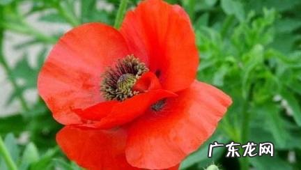 纹身师三不纹的图案 纹身师三不纹的图案大全