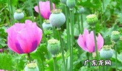 纹身师三不纹的图案 纹身师三不纹的图案大全