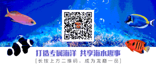 黄金叶香烟 黄金蝶