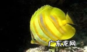 黄金叶香烟 黄金蝶