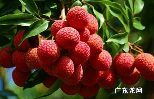 荔枝怎样保存才新鲜 新鲜荔枝怎么保存