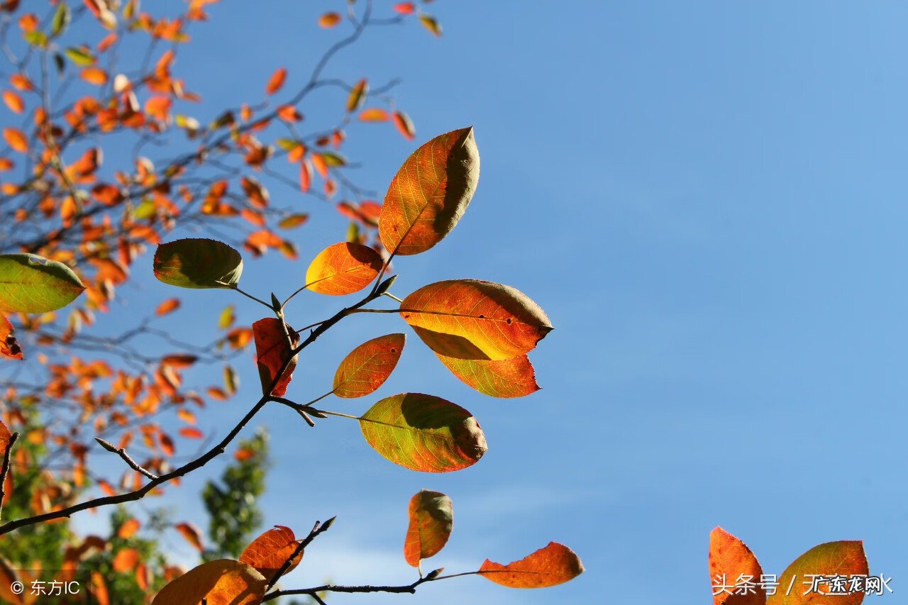 二十八星宿择日可靠吗 二十八星宿择日吉凶法