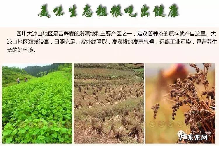 麦香黑苦荞茶作用 黑苦荞麦茶功效