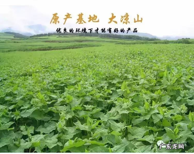 麦香黑苦荞茶作用 黑苦荞麦茶功效