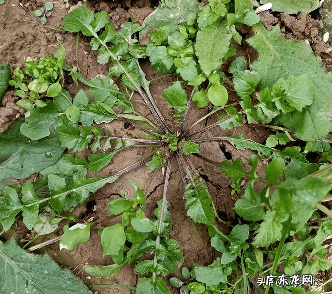 春天多吃什么好 春天吃什么好吃