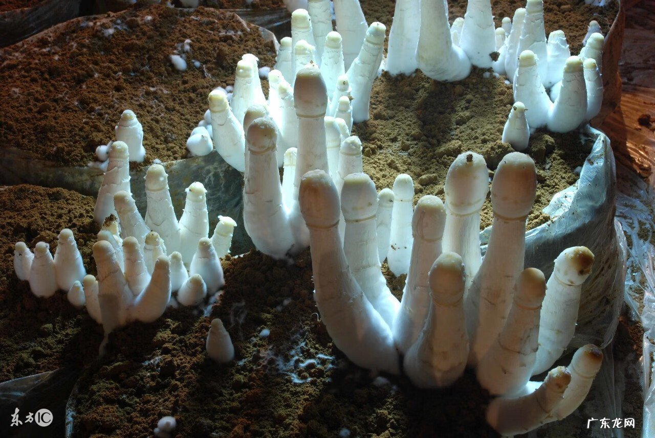 鸡腿蘑菇 鸡腿菇图片