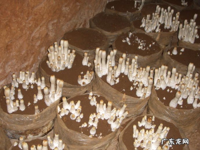 鸡腿蘑菇 鸡腿菇图片