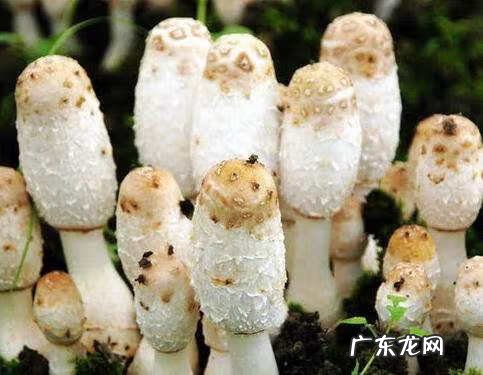 鸡腿蘑菇 鸡腿菇图片