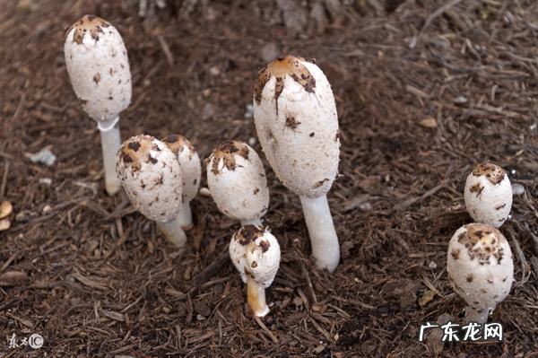鸡腿蘑菇 鸡腿菇图片
