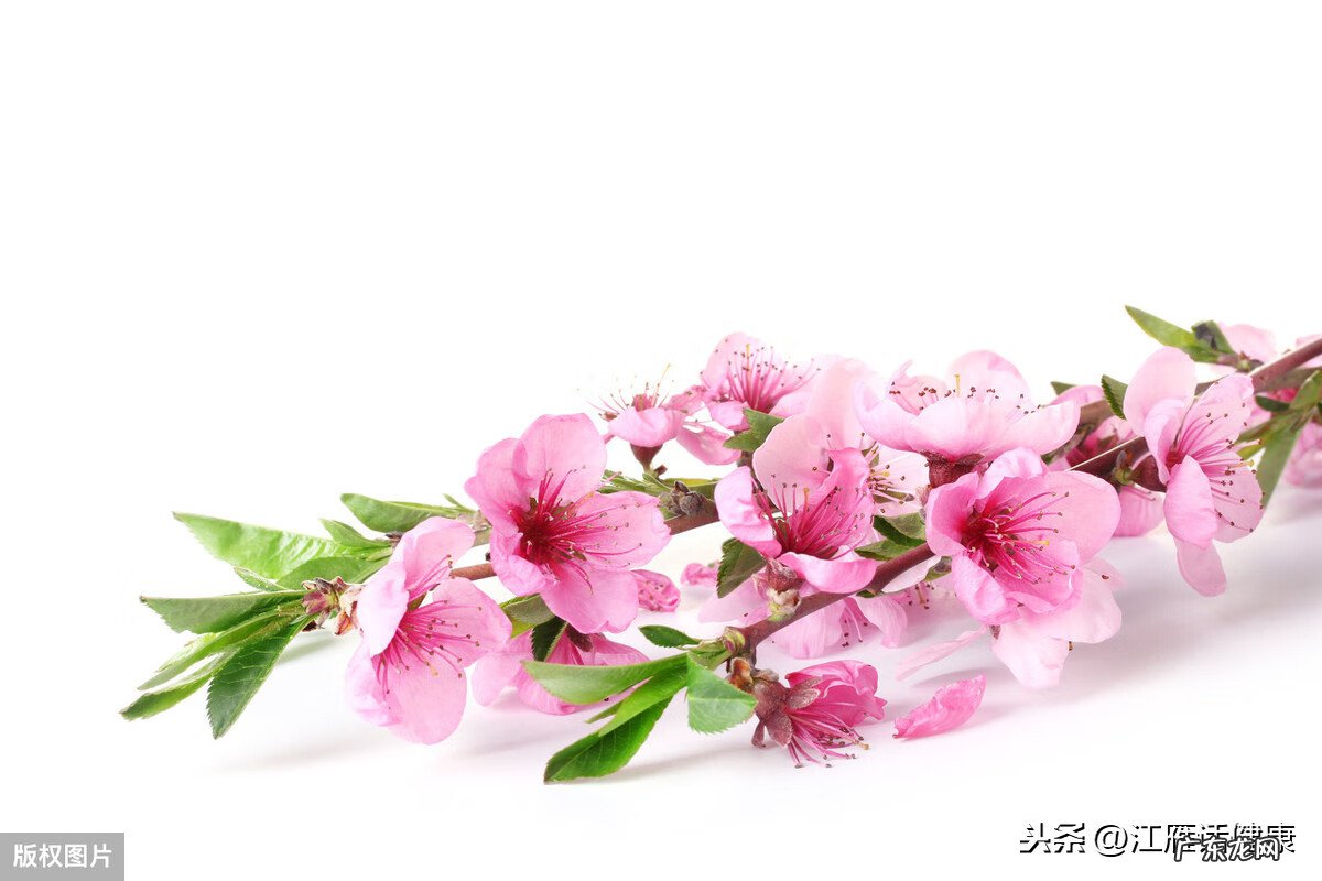 红色的洋槐花有毒吗 洋槐花有毒吗?