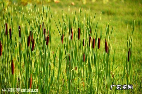 蒲黄怎么炒 炒蒲黄怎么炒