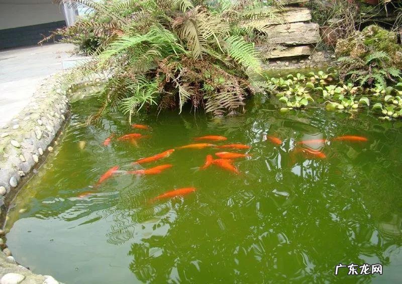 房顶水池需要注意些什么 房顶做水池风水上犯忌吗