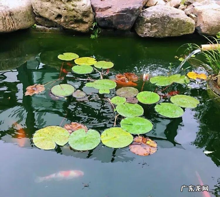 房顶水池需要注意些什么 房顶做水池风水上犯忌吗