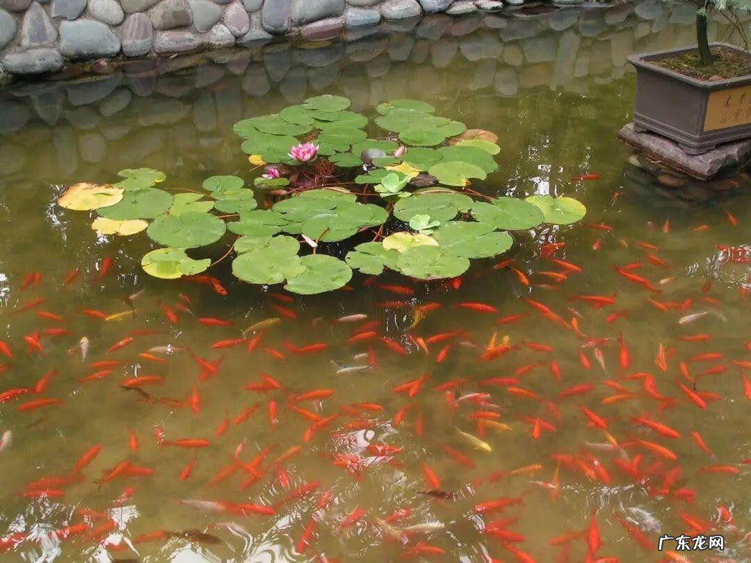 房顶水池需要注意些什么 房顶做水池风水上犯忌吗