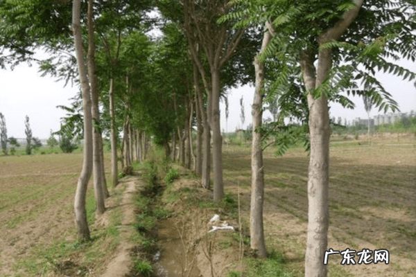 盖房上梁有什么讲究 风水上房上梁放柳木板啥意思