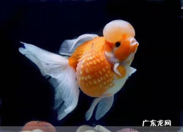 金鱼大小不一样可以一起养吗 养金鱼大小不一样有影响吗