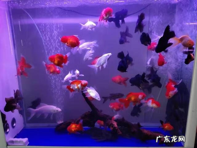 金鱼大小不一样可以一起养吗 养金鱼大小不一样有影响吗