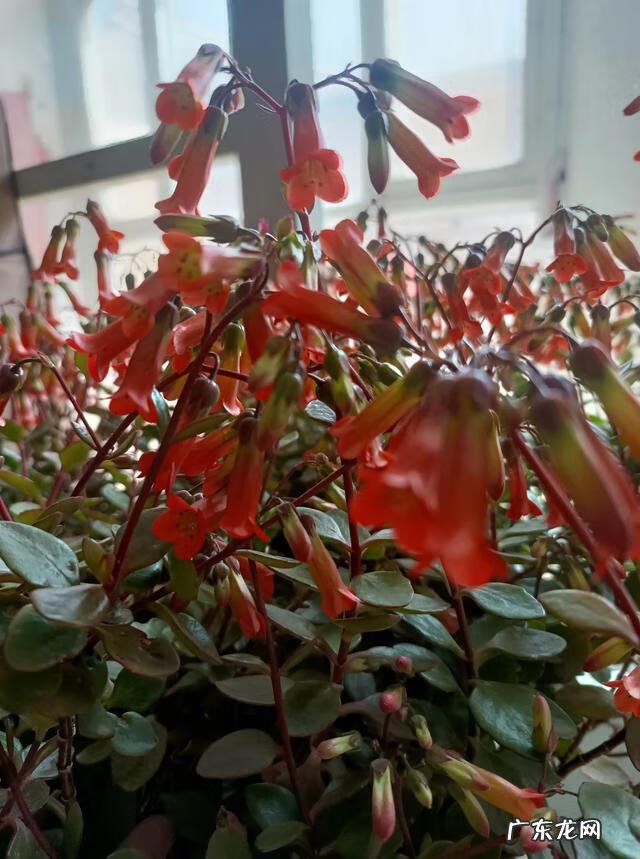 长颈鹿的英语怎么说