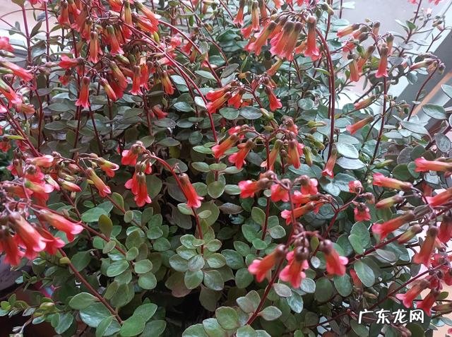 长颈鹿的英语怎么说