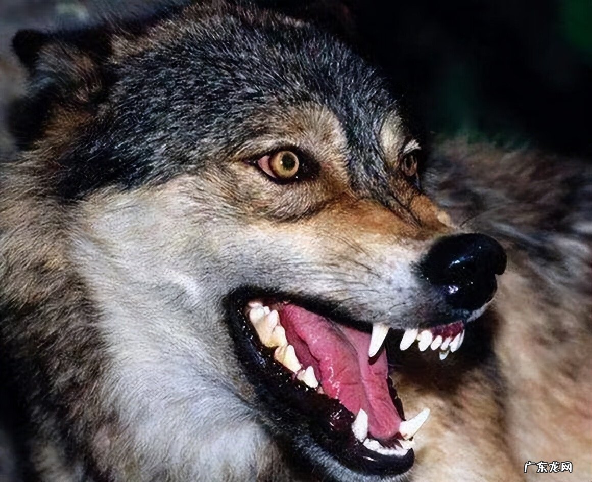 标准狼人战 狼人战斗