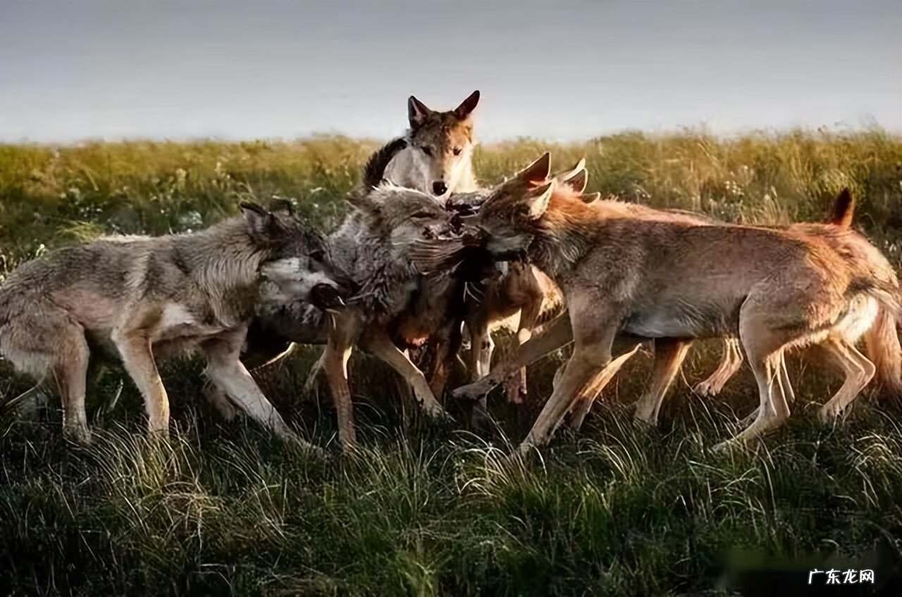 标准狼人战 狼人战斗