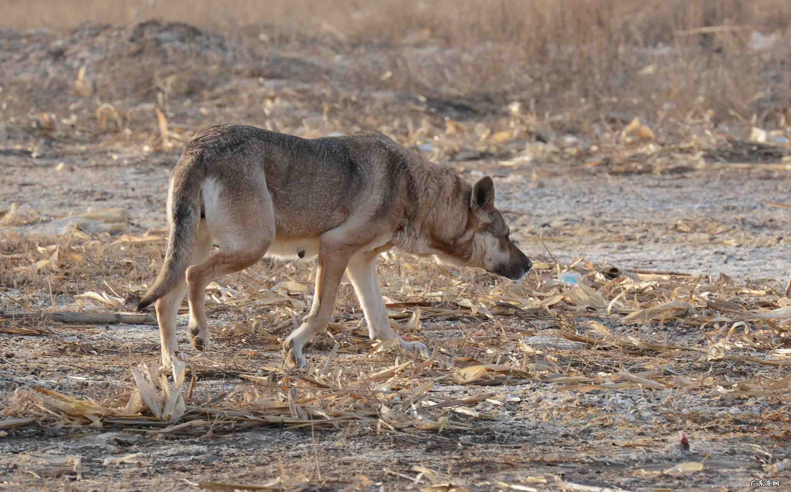 标准狼人战 狼人战斗