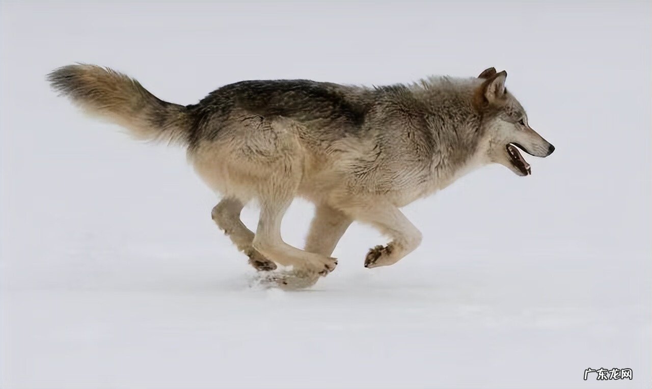 标准狼人战 狼人战斗
