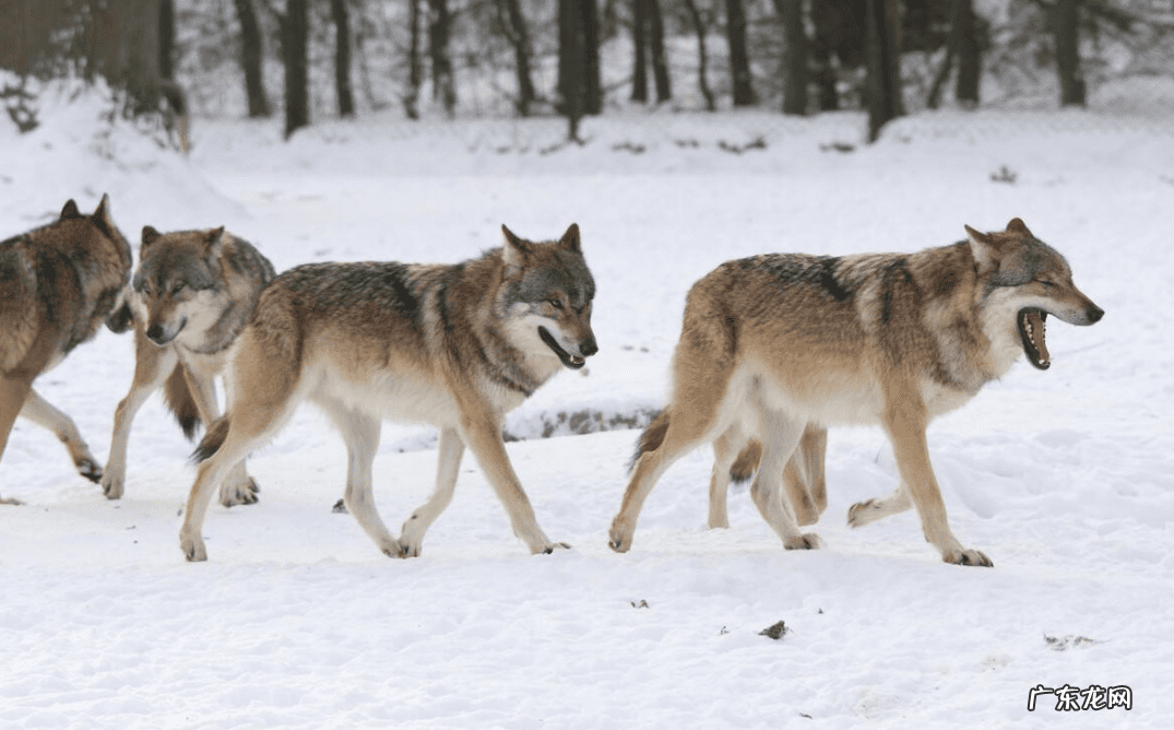 标准狼人战 狼人战斗