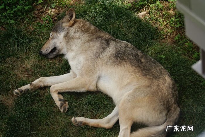 标准狼人战 狼人战斗