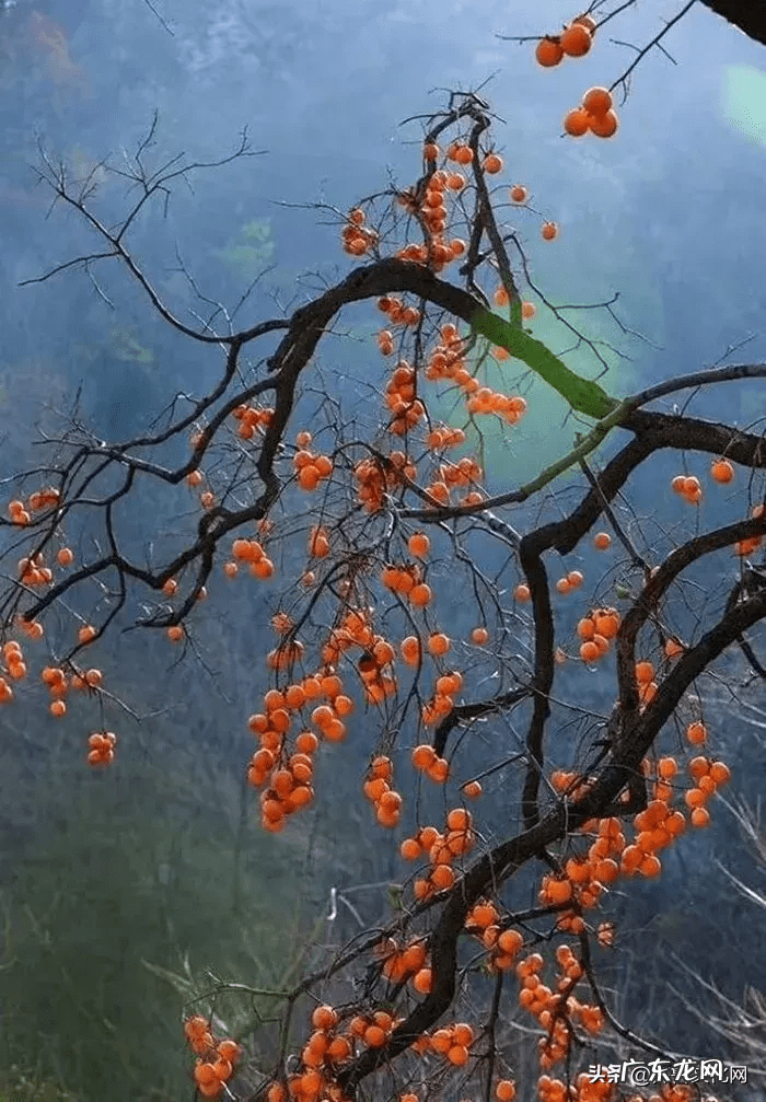 屋后种柿子树风水好吗 院子里种柿子树和石榴树好吗
