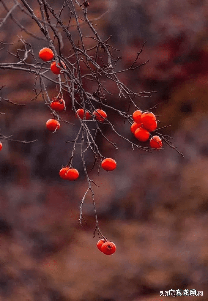 屋后种柿子树风水好吗 院子里种柿子树和石榴树好吗
