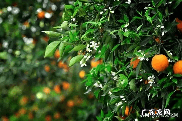 屋后种柿子树风水好吗 院子里种柿子树和石榴树好吗