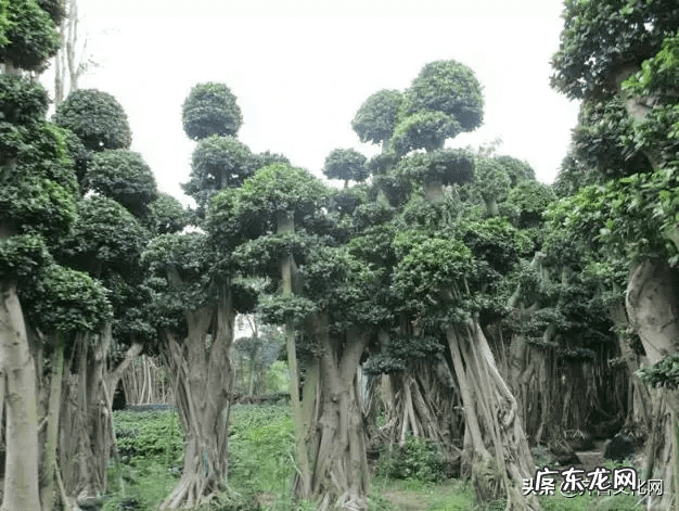 屋后种柿子树风水好吗 院子里种柿子树和石榴树好吗
