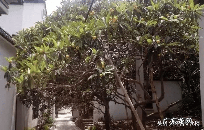 屋后种柿子树风水好吗 院子里种柿子树和石榴树好吗