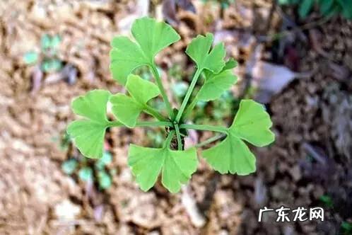 潘特拉 潘斯特兔子