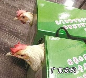 潘特拉 潘斯特兔子