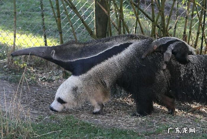 全视之眼 手势 全视之眼图案